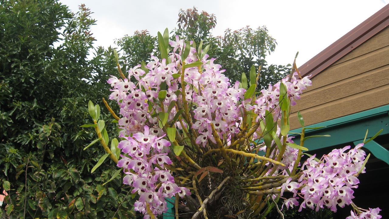 Villa Les Agapanthes Le Tampon Exterior foto