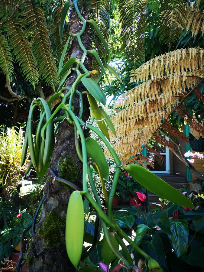 Villa Les Agapanthes Le Tampon Exterior foto